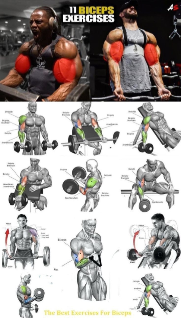Biceps Gym Workout Plan